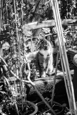 edge50_cat