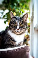 trio28_cat_portrait