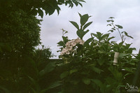FILM 2