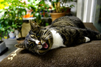 SONY RX100II TEST SHOTS