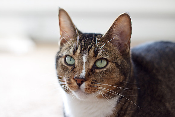 CANON 50mm F/1.8 II