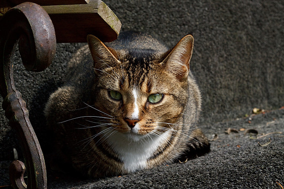 CANON 50mm F/1.8 II