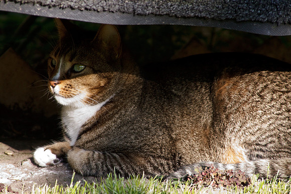 TAMRON AF 28-300mm f/3.5-6.3 XR