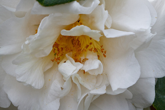 CANON 100mm F/2.8 MACRO