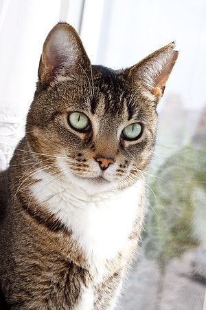 CANON 50mm F/1.8 II