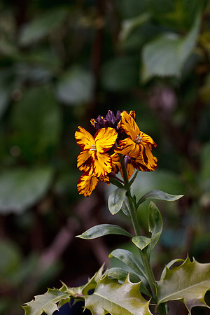 CANON 100mm F/2.8 MACRO