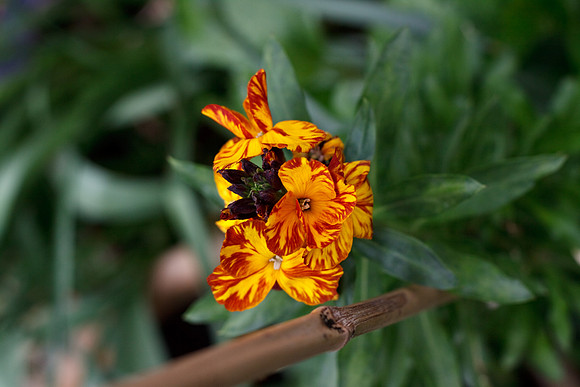 CANON 50mm F/1.8 II