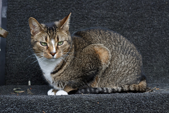 CANON 50mm F/1.8 II