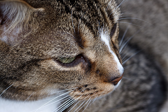CANON 100mm F/2.8 MACRO