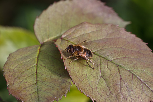 CANON 100mm F/2.8 MACRO