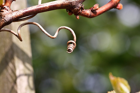CANON 100mm F/2.8 MACRO