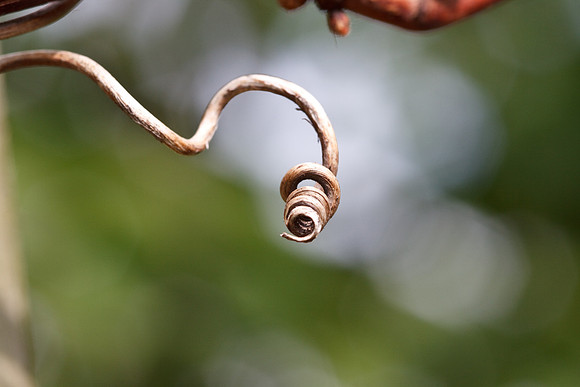 CANON 100mm F/2.8 MACRO