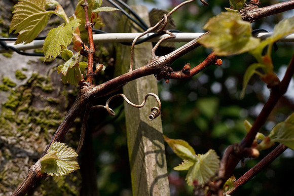 CANON 50mm F/1.8 II