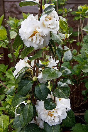 TAMRON SP AF 17-35mm f/2.8-4 Di