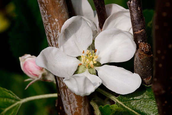 CANON 100mm F/2.8 MACRO