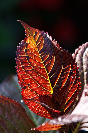 TAMRON AF 28-300mm f/3.5-6.3 XR
