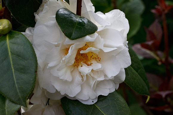 CANON 50mm F/1.8 II