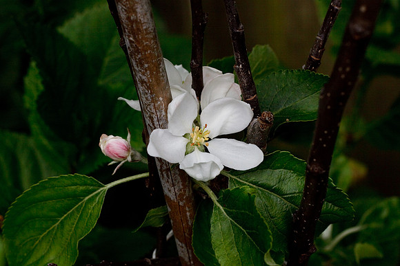 CANON 50mm F/1.8 II