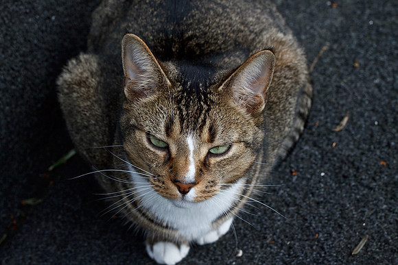 CANON 50mm F/1.8 II